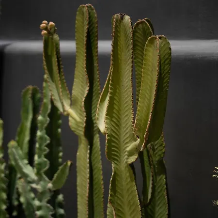 Aval Ξενοδοχείο με διαμερίσματα 4*